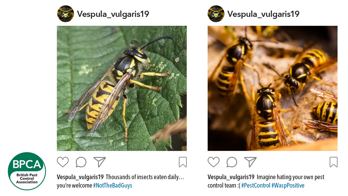 Wasp positive c2 Wasp positive c2